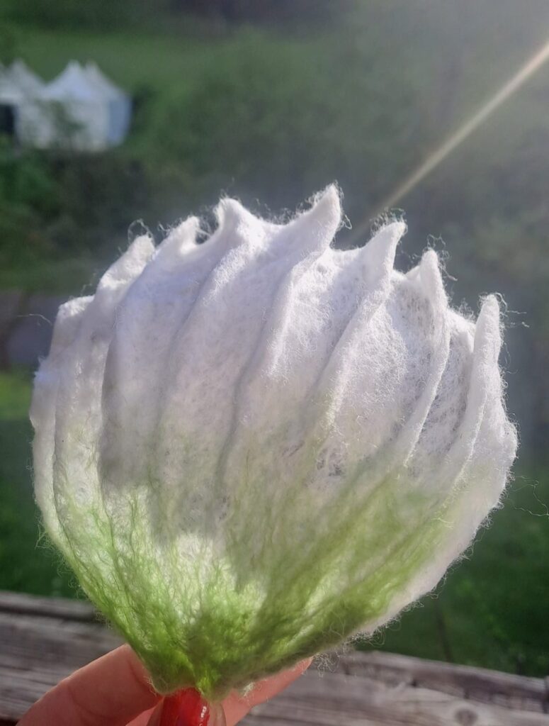 Gefilzte tulpenfoermige Bluete in Weiss mit gruenem Ansatz, im Gegenlicht