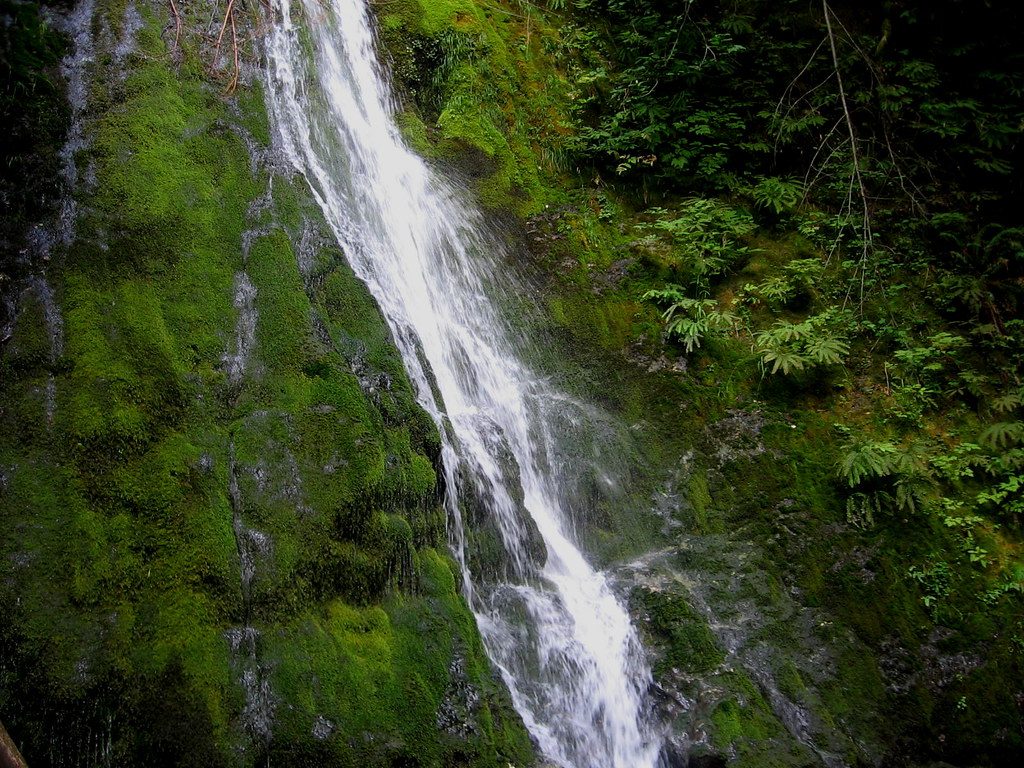 Dicht bewachsener Wald mit Moos und Farn an einem Hang
